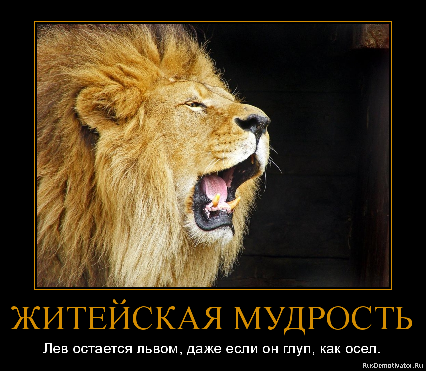 Лев подбери признак. Лев надпись. Высказывания про Льва. Шутки про Льва. Лев цитаты.